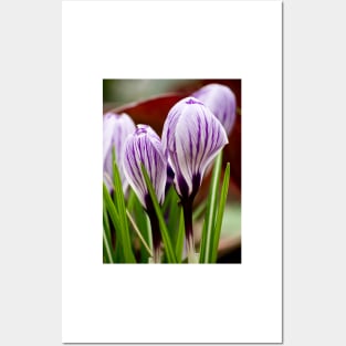 Blue white stripes crocus Posters and Art